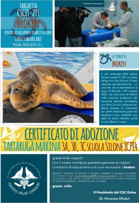 certificato di adozione