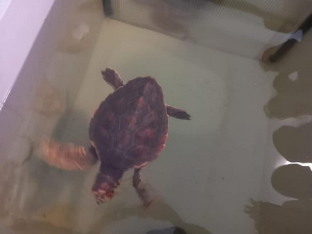 tartaruga